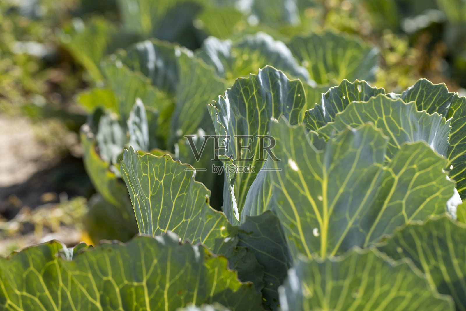 在夏季收获卷心菜的田地照片摄影图片