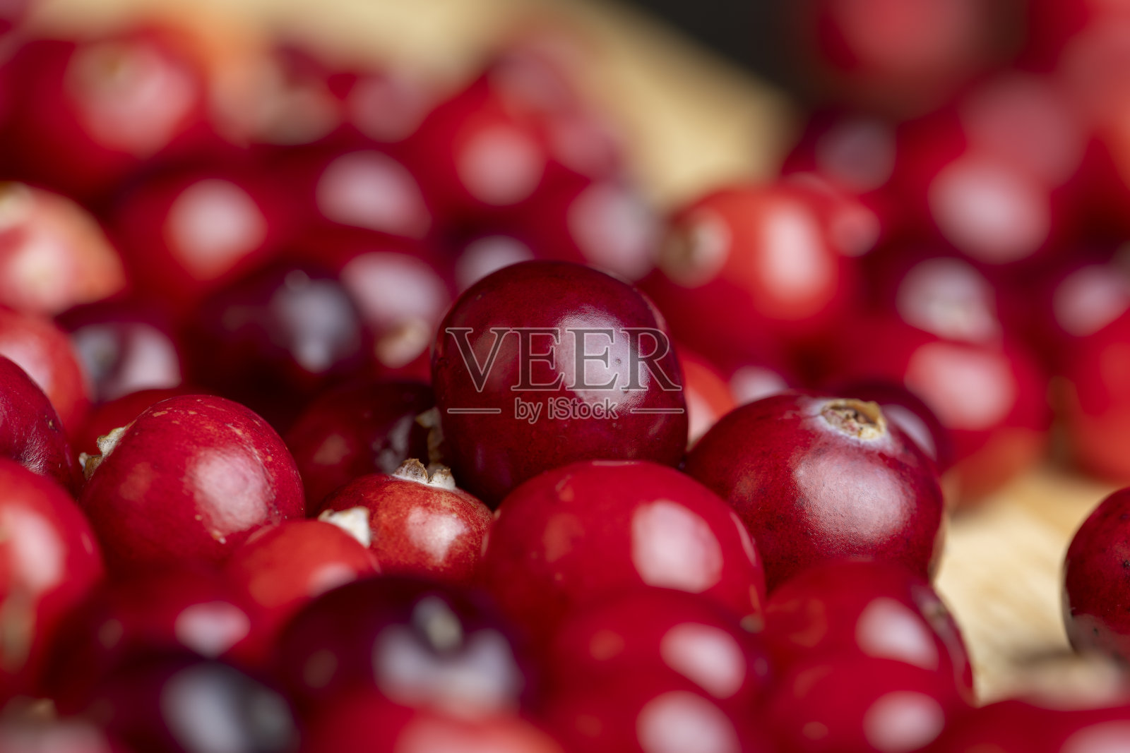 在沼泽中收获的红熟蔓越莓照片摄影图片