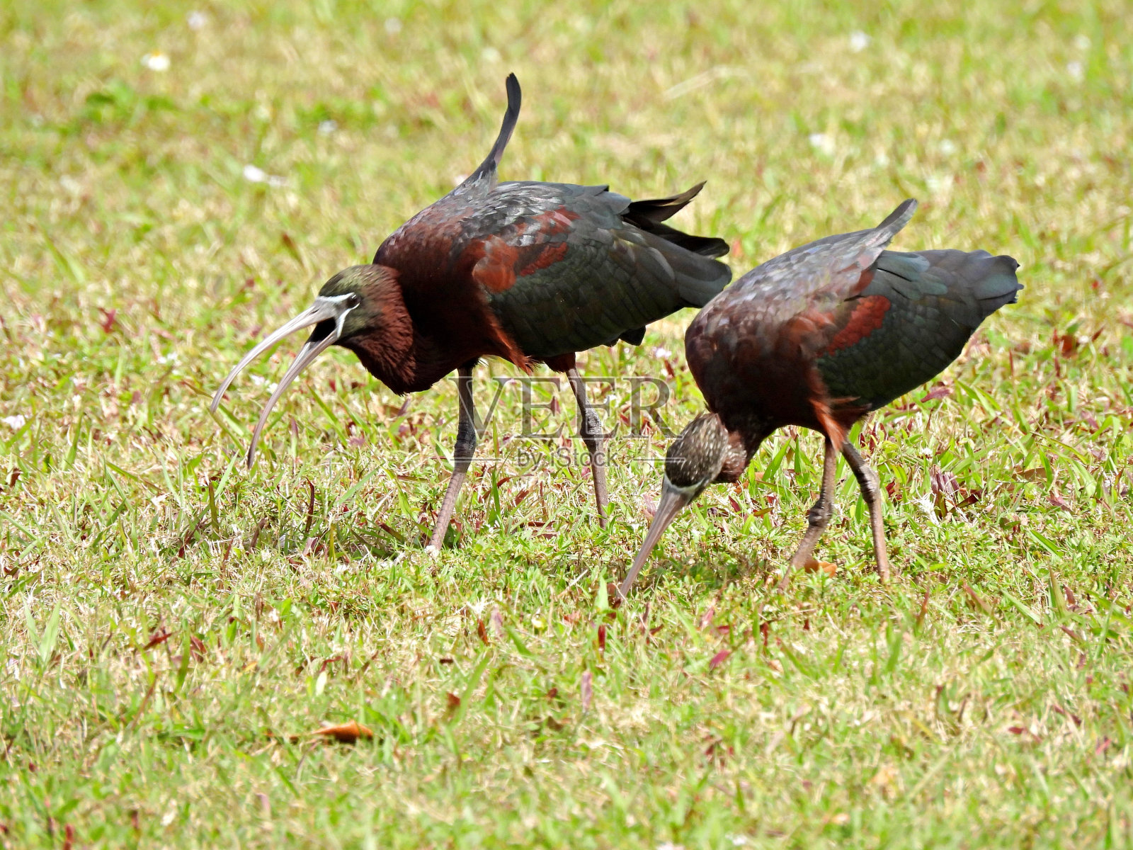 朱鹮(Plegadis falcinellus) -在草丛中觅食照片摄影图片