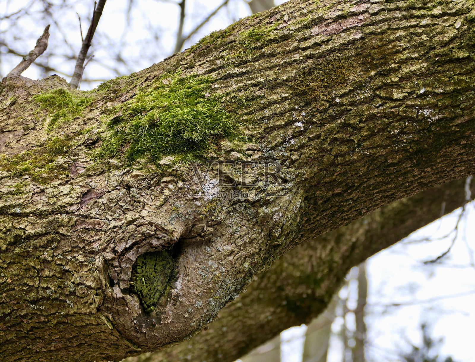 生机勃勃的绿色苔藓生长在安大略省的树枝在林地照片摄影图片