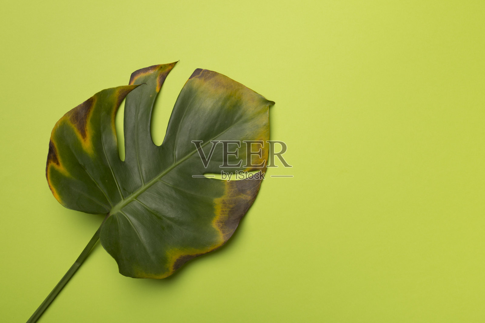 生病的怪物叶上的颜色背景，俯视图。植物病害照片摄影图片