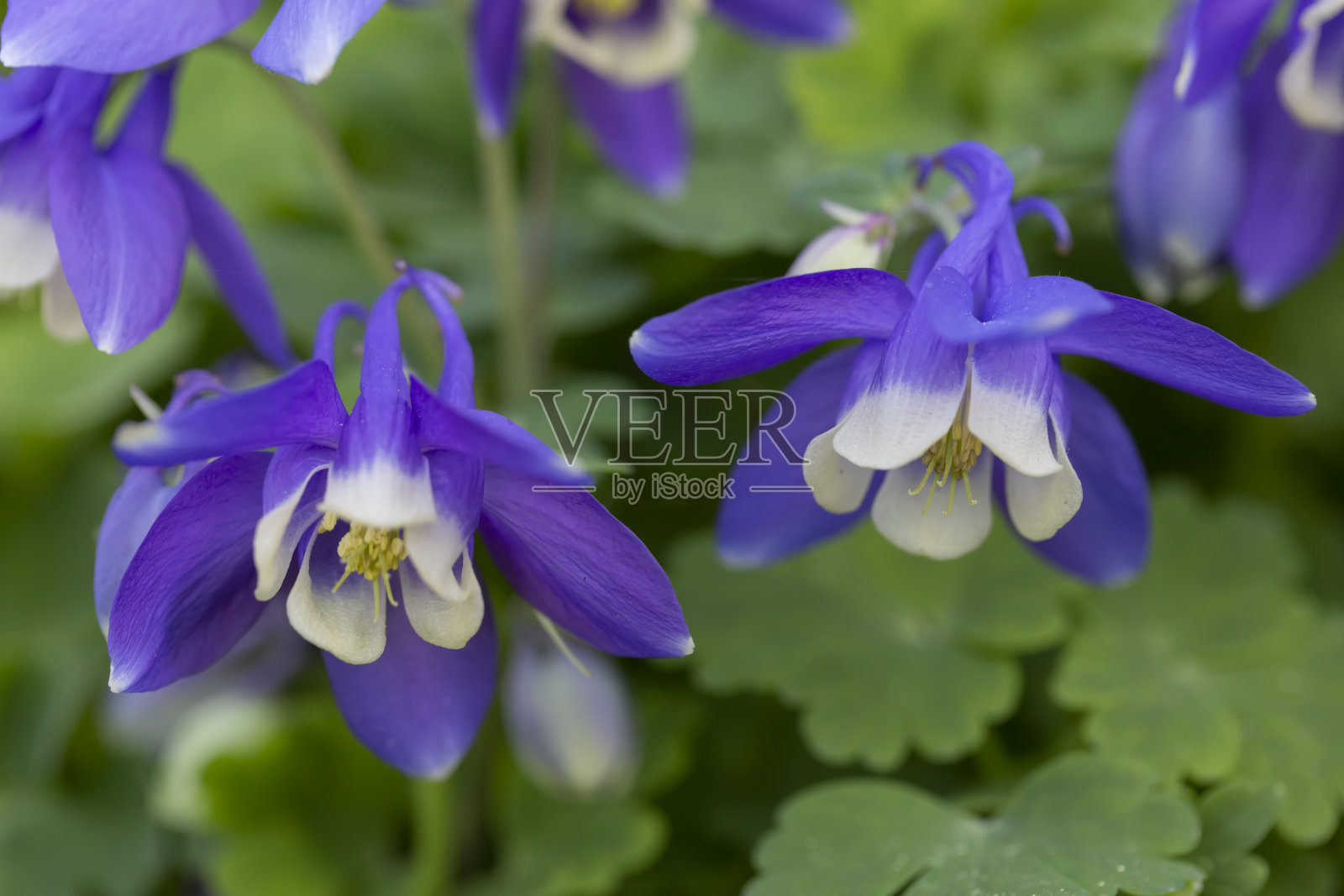 蓝色的沉香在花园里盛开。多年生植物，景观设计，花卉栽培。照片摄影图片