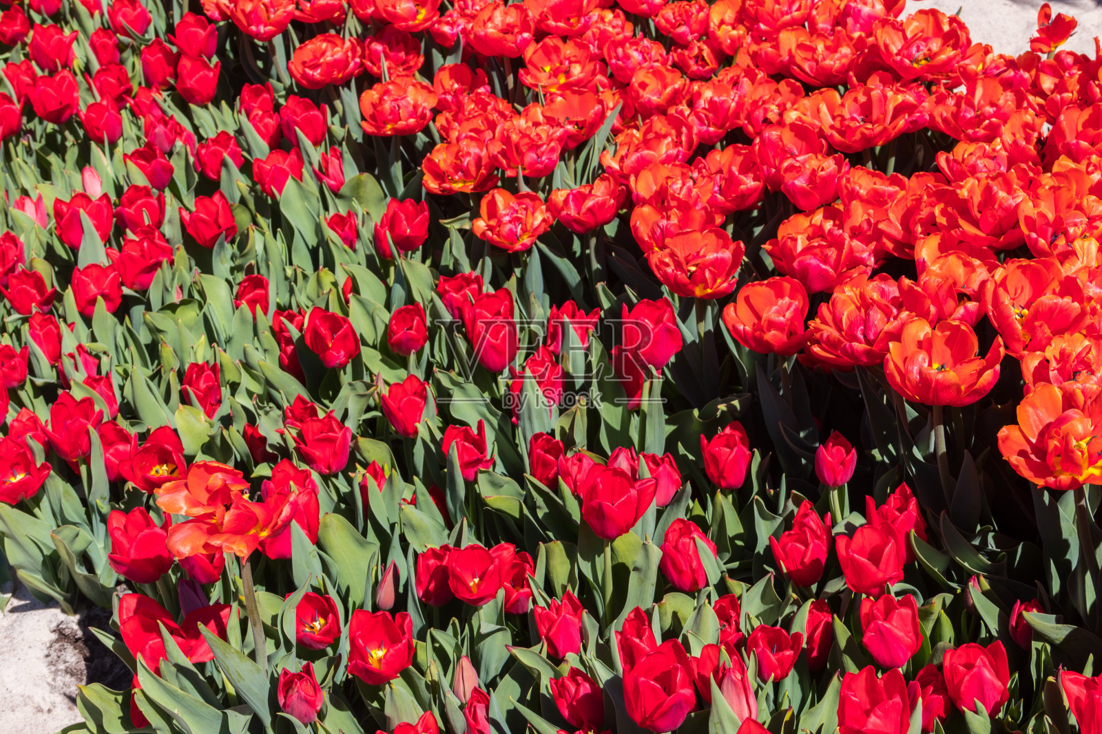 春天公园里大片的红色郁金香花坛照片摄影图片