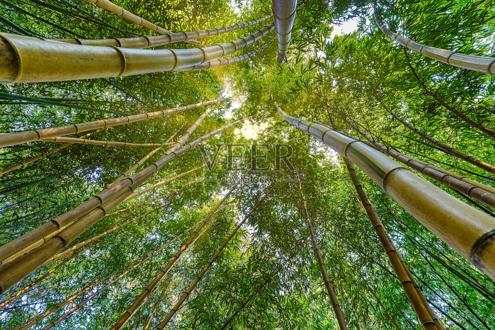 竹林照片摄影图片