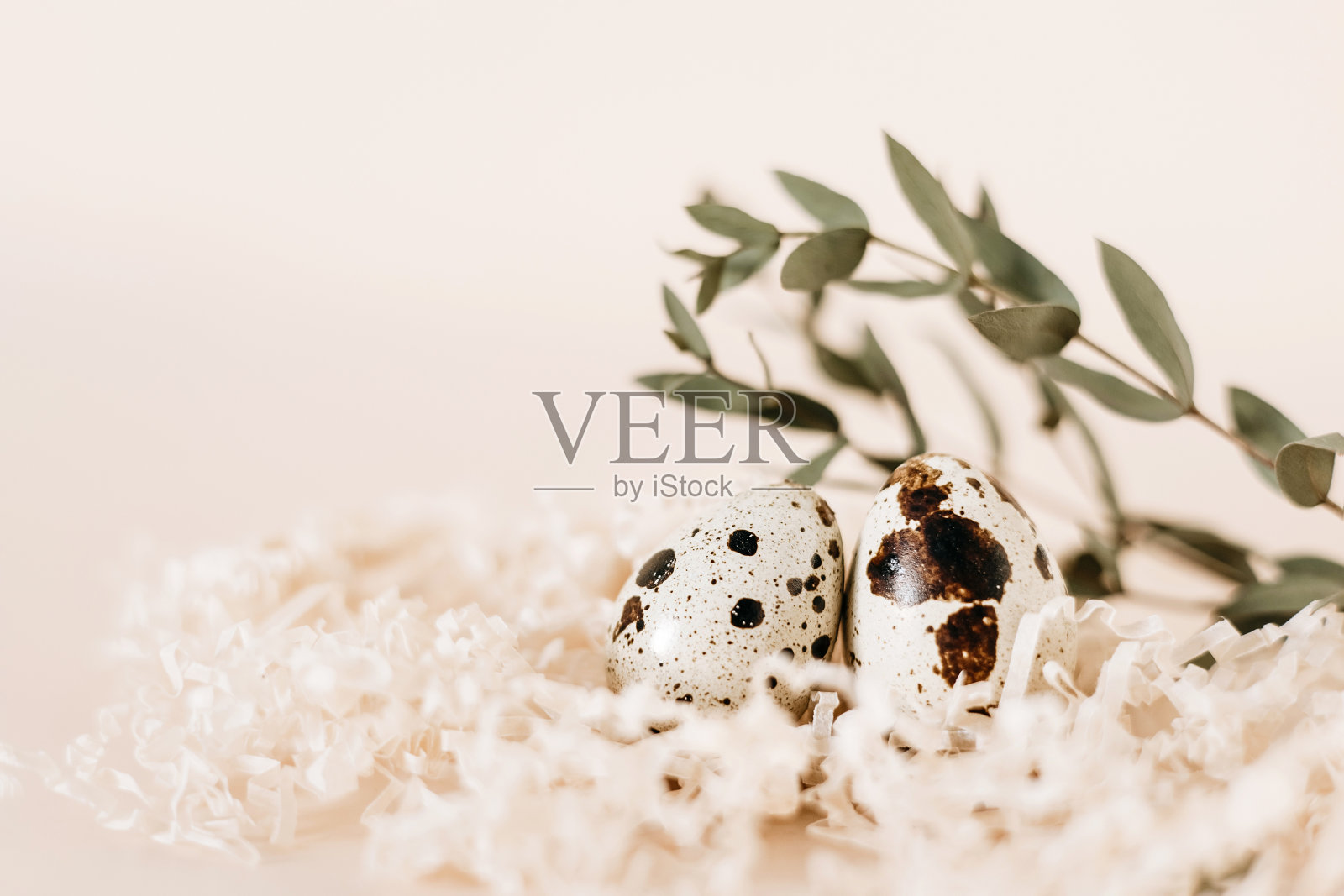 鹌鹑蛋在巢上粉彩背景。副本的空间。照片摄影图片