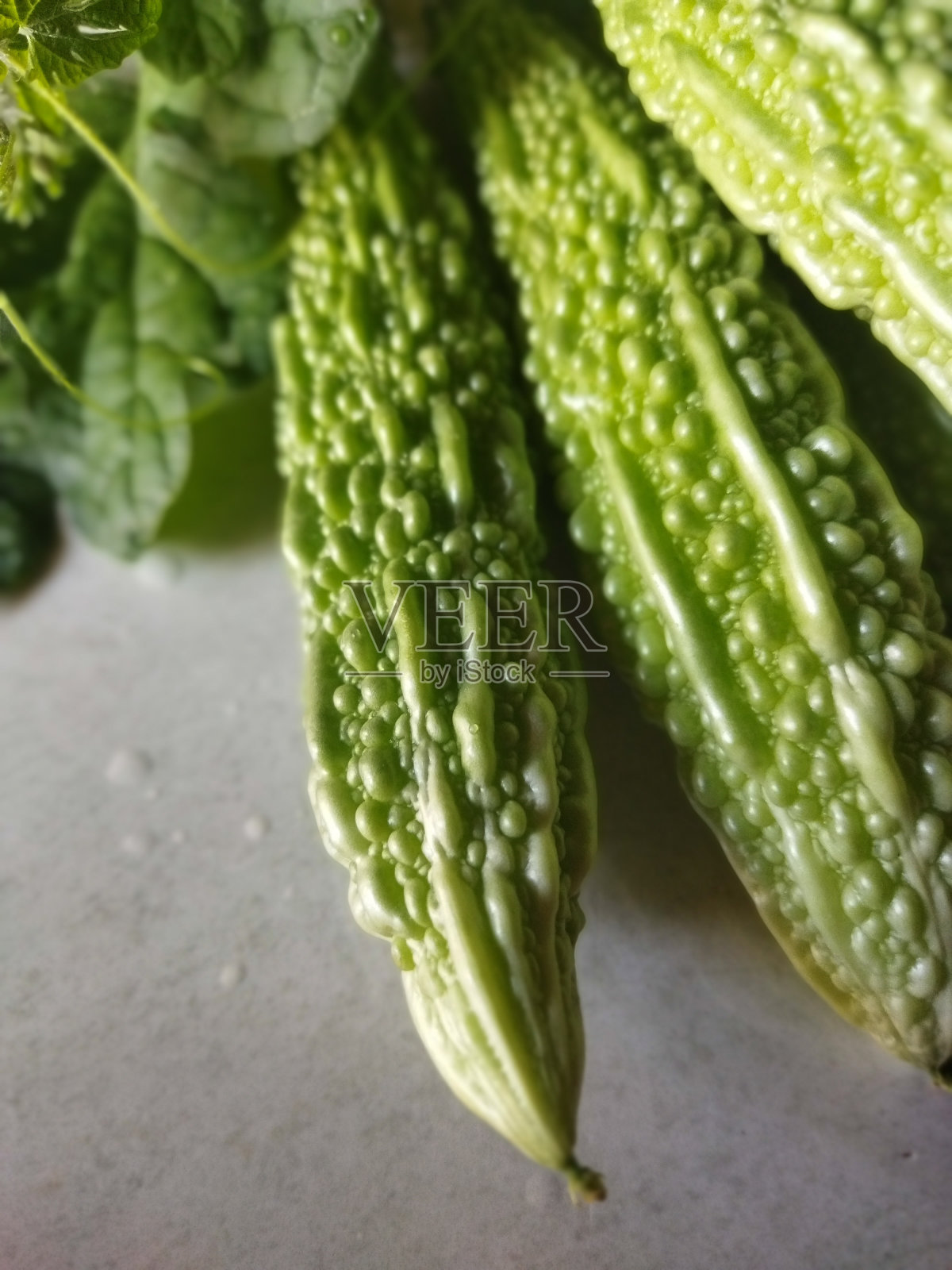 带叶的青苦瓜在印尼是一种很受欢迎的蔬菜照片摄影图片