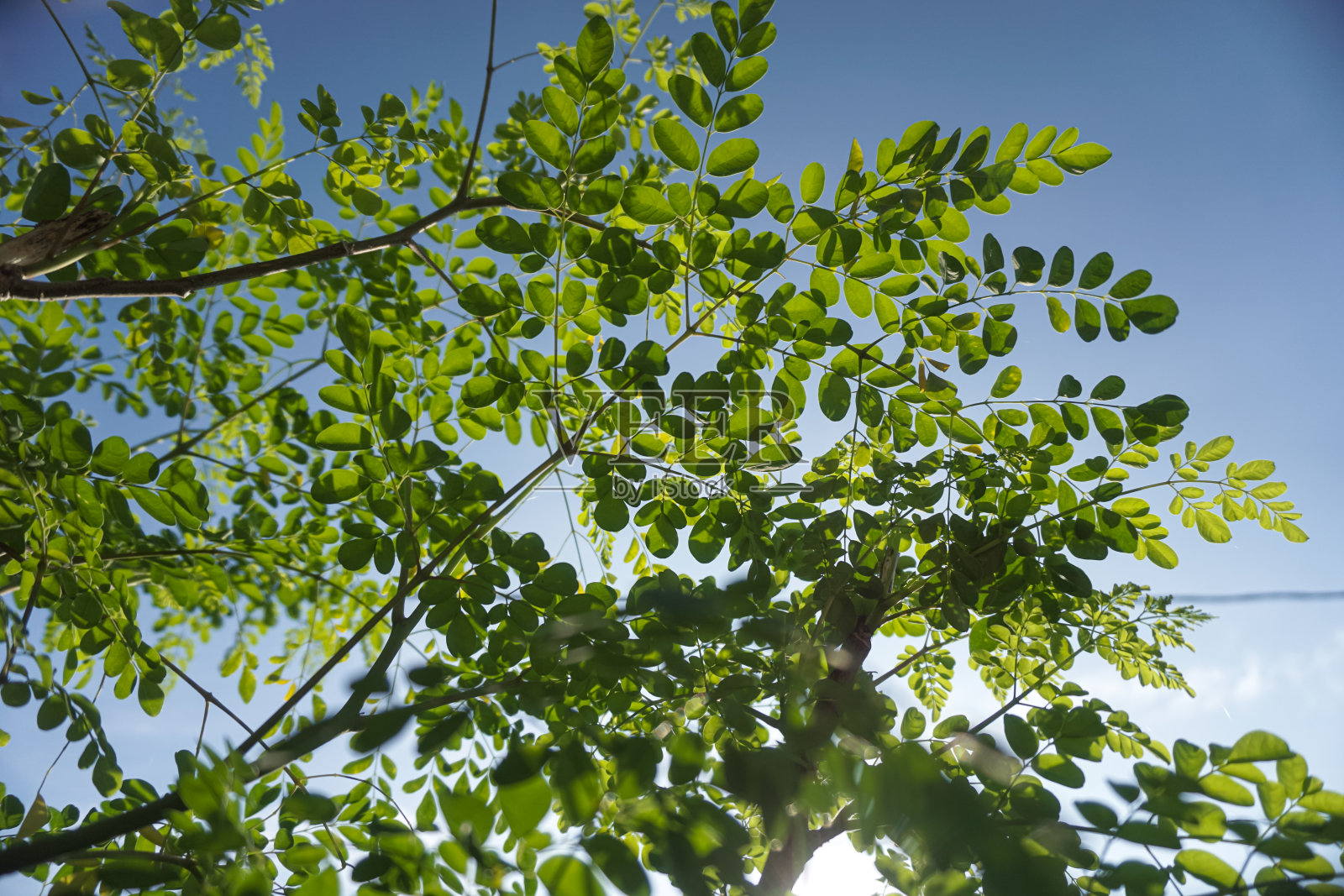 蔬菜照片摄影图片