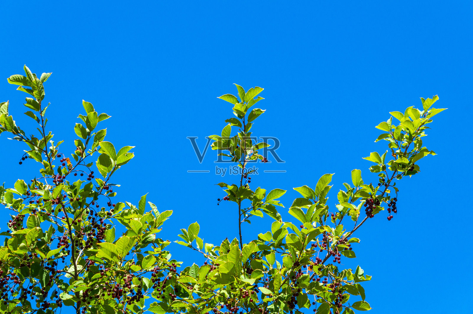 背对天空的黑山白桦树在民间医学中被用于降低血压照片摄影图片