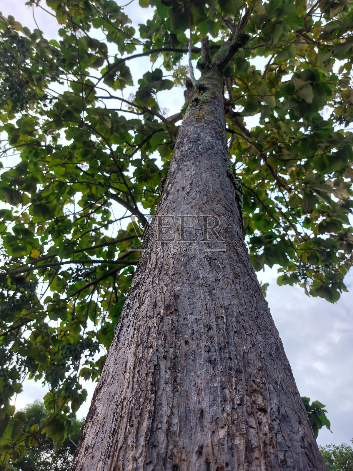柚木树照片摄影图片