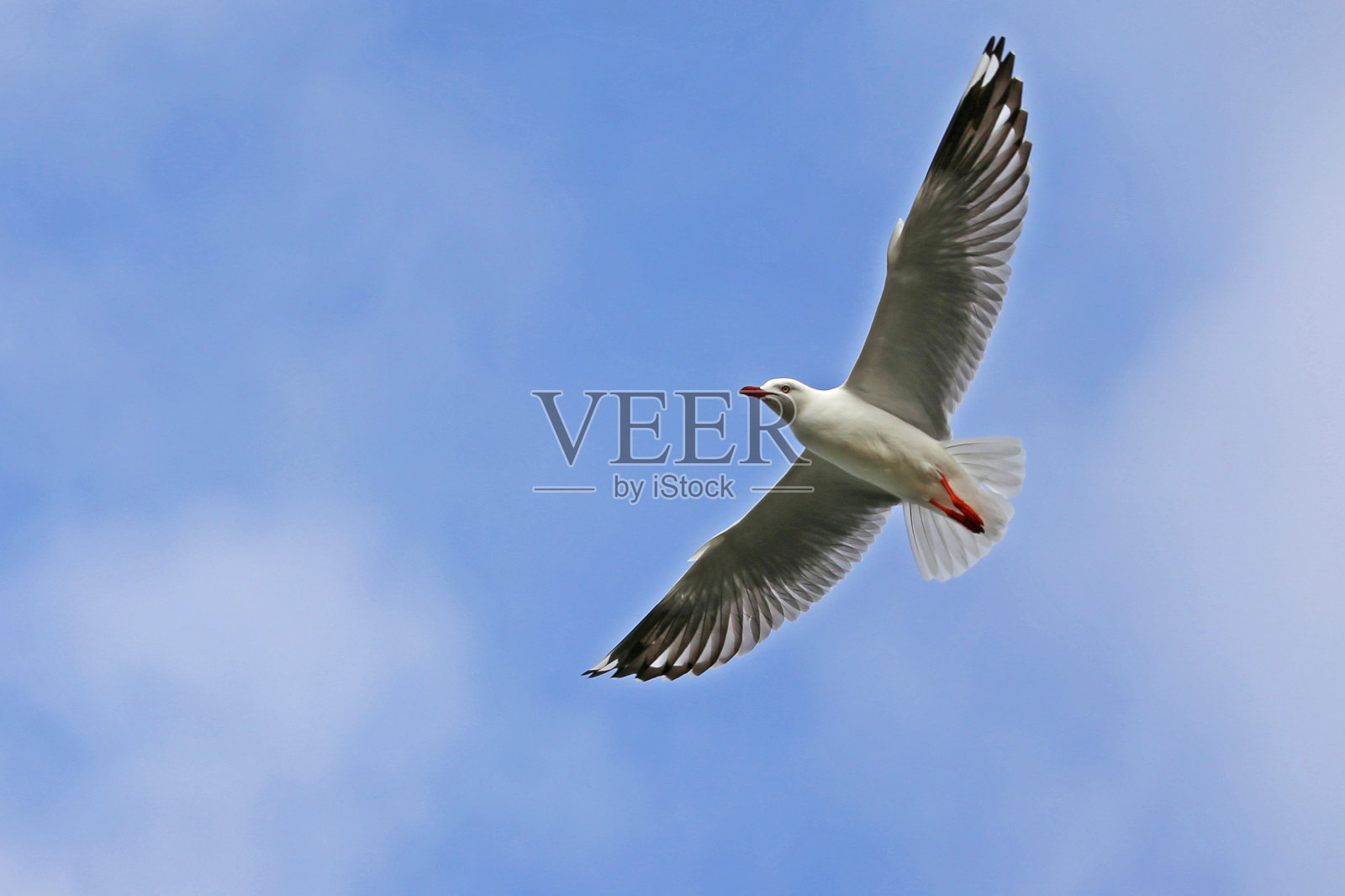 海鸥在飞翔。照片摄影图片