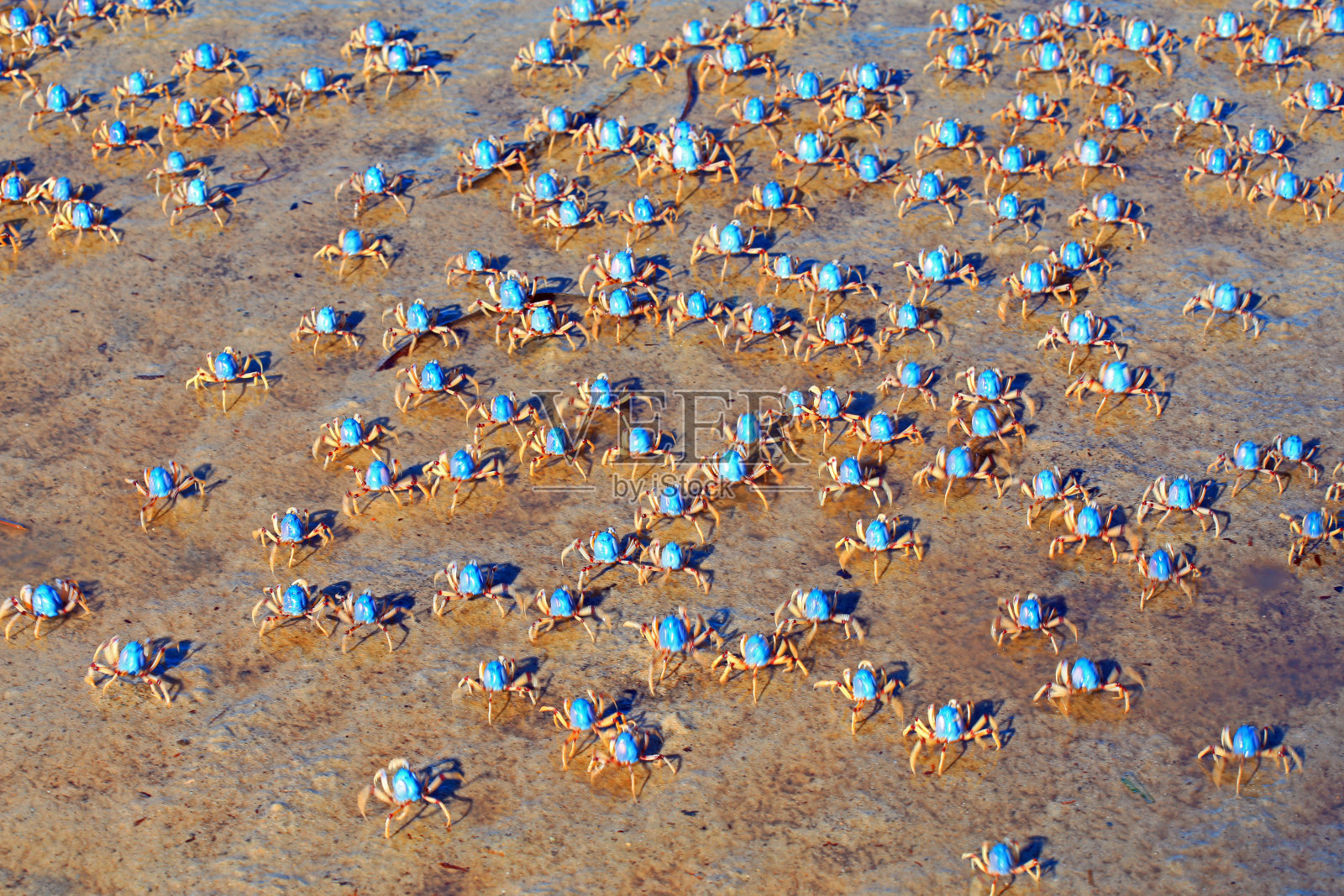 蓝兵蟹照片摄影图片