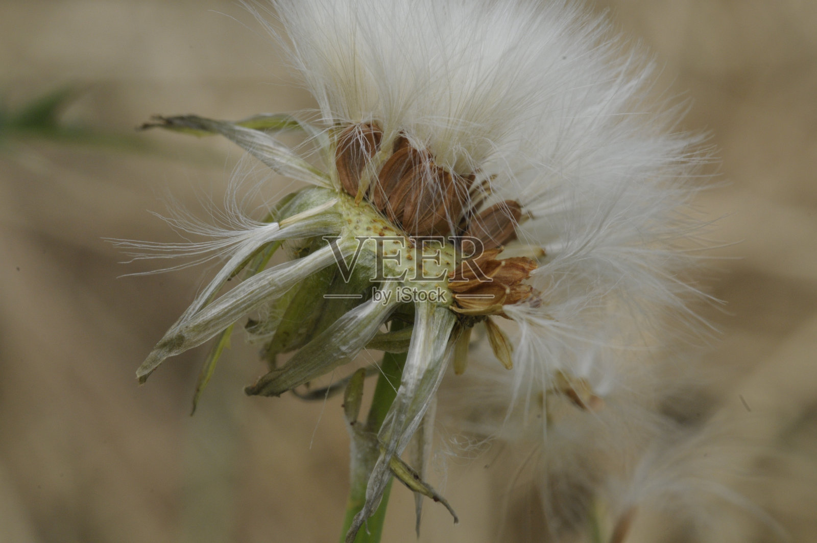 蓟的头照片摄影图片