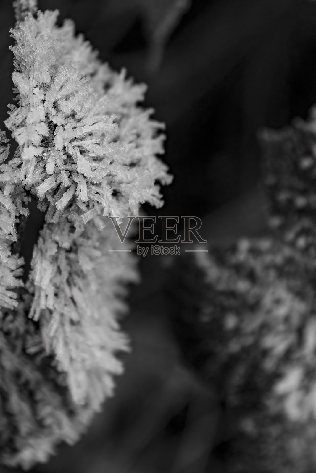 花园树叶上的白霜照片摄影图片