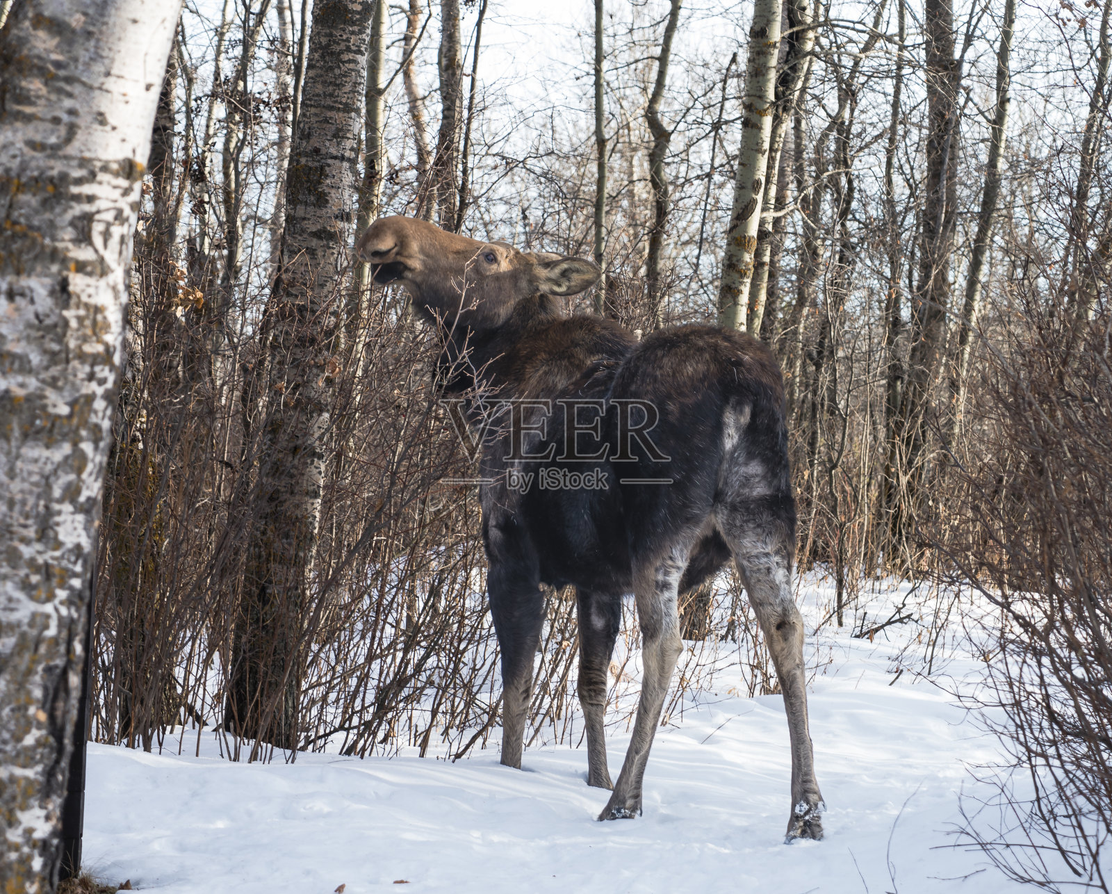 驼鹿吃植物茎照片摄影图片