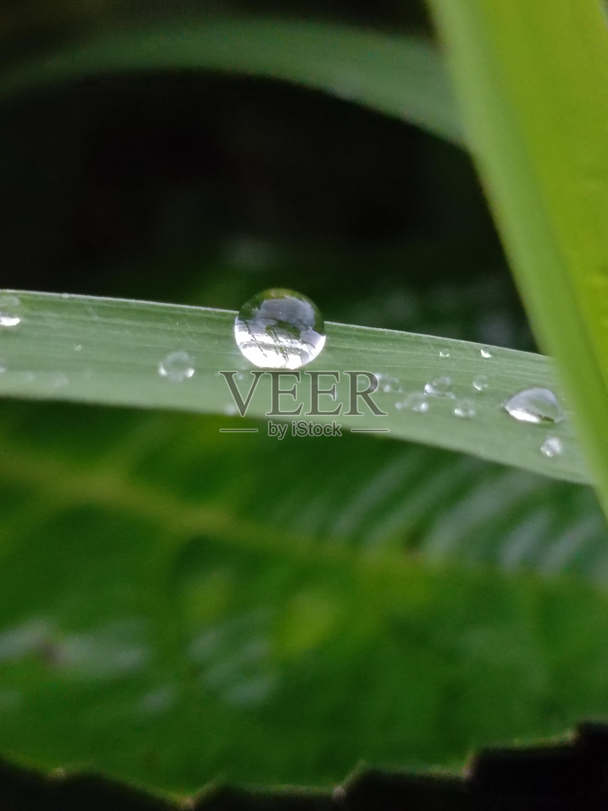 雨滴照片摄影图片