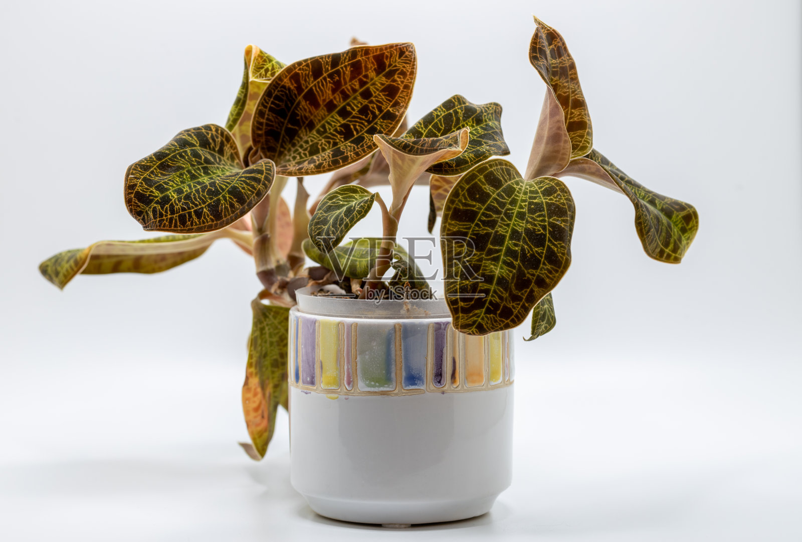 盆栽宝石兰(macodes petola)室内植物照片摄影图片