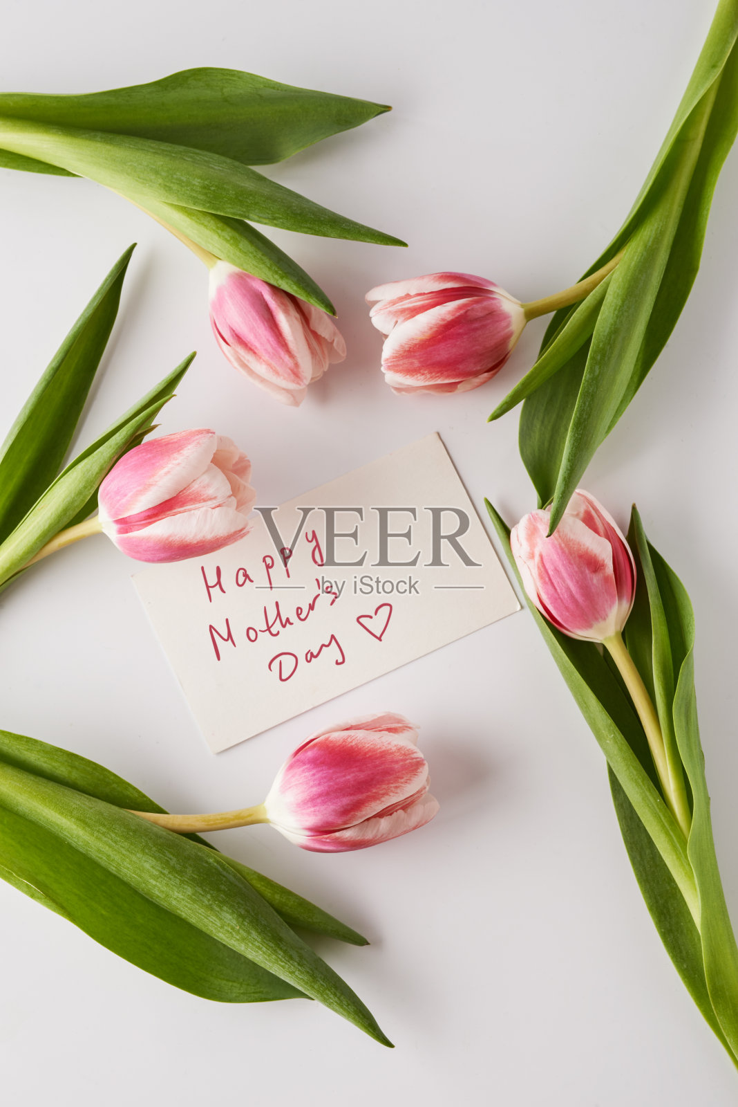 郁金香和卡片照片摄影图片