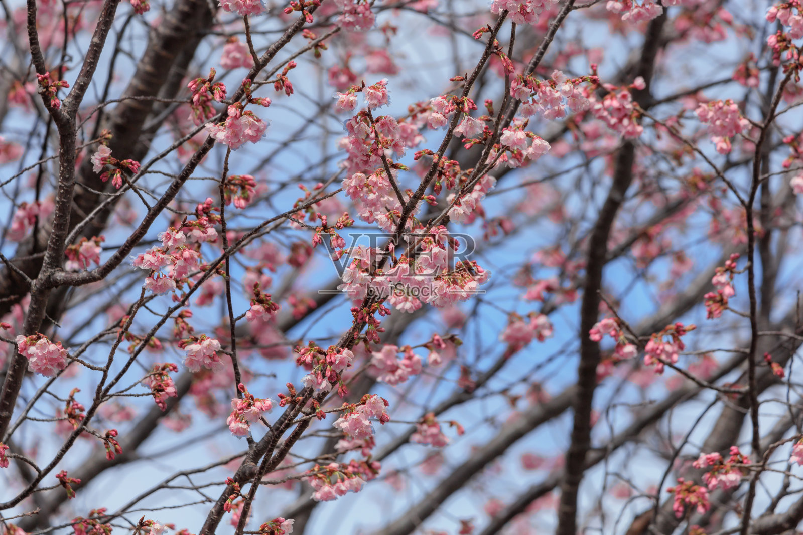 樱花照片摄影图片