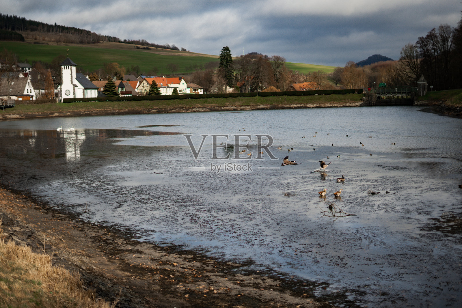 天鹅在德国的迪梅尔西河上游泳照片摄影图片
