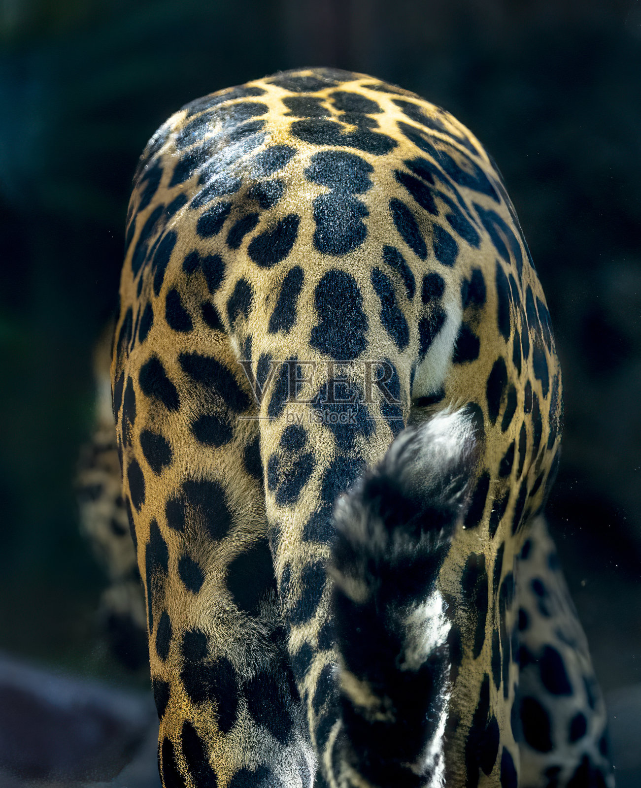 美洲豹在灌木丛中潜行照片摄影图片