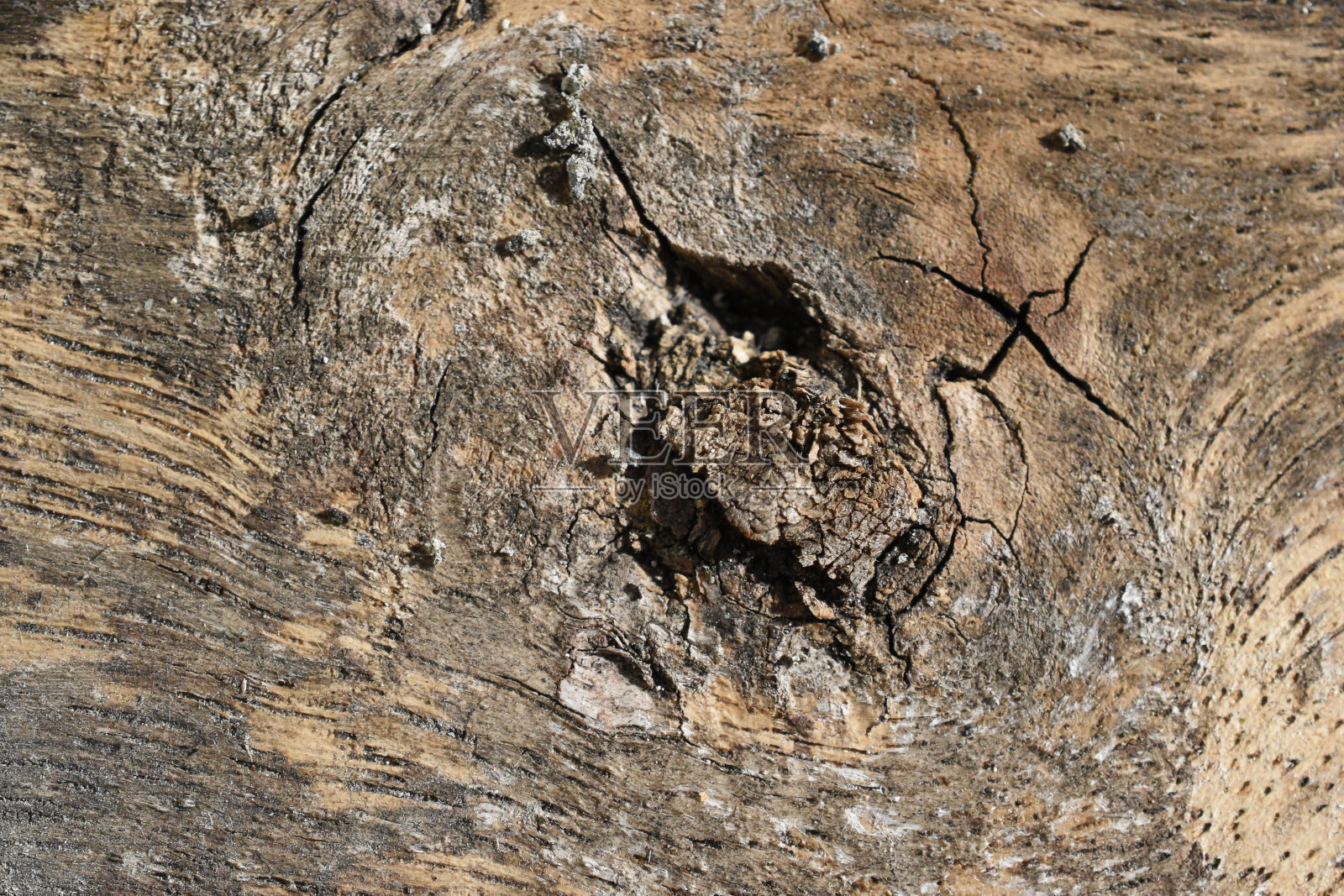 森林中一棵老树的木质纹理。照片摄影图片