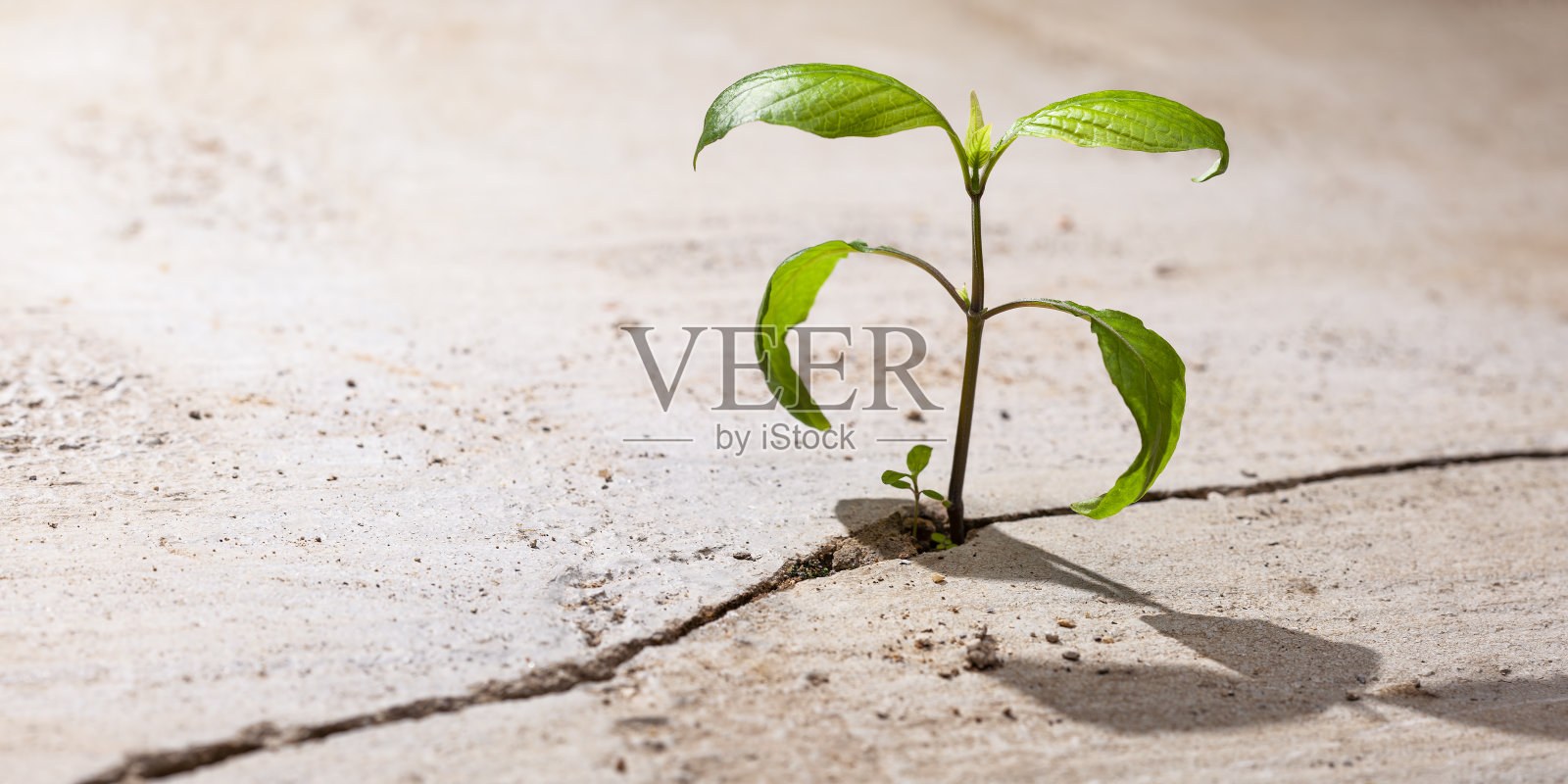 混凝土人行道的裂缝中生长着幼苗。征服逆境的理念。照片摄影图片