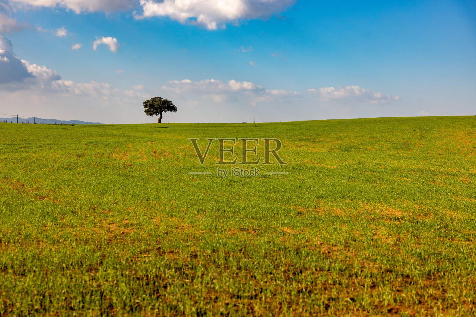 在阳光明媚的日子里，绿色景观与天空的背景。绿地中间有一棵树照片摄影图片