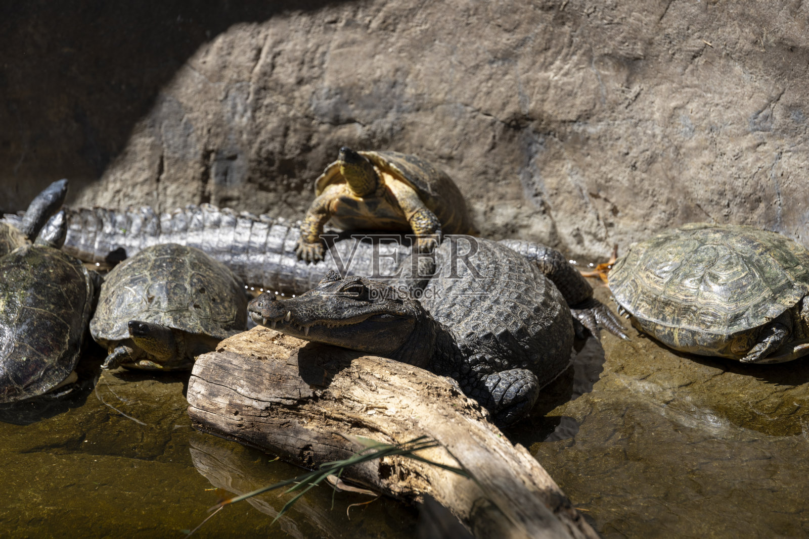 凯门鳄和水龟照片摄影图片