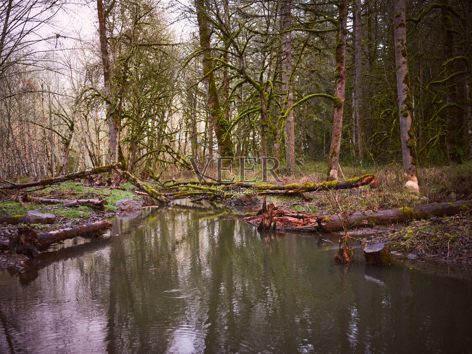 河岸上有海狸咬痕的树木照片摄影图片