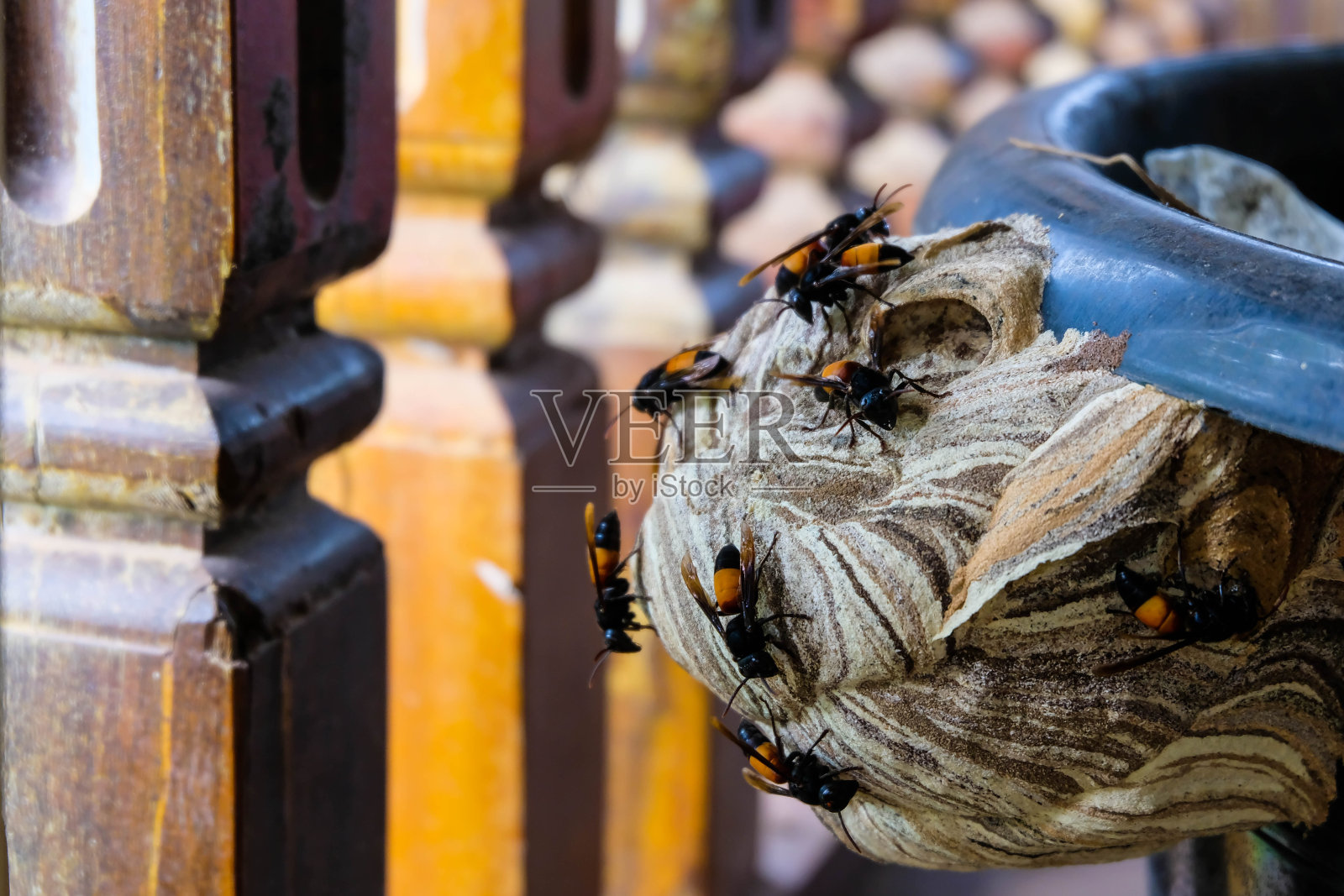 黄蜂正在筑巢照片摄影图片