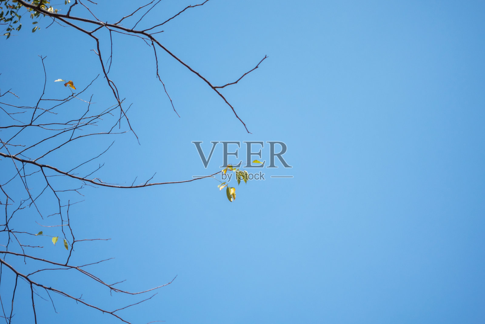 天上的树枝，有绿叶，也有枯枝。照片摄影图片