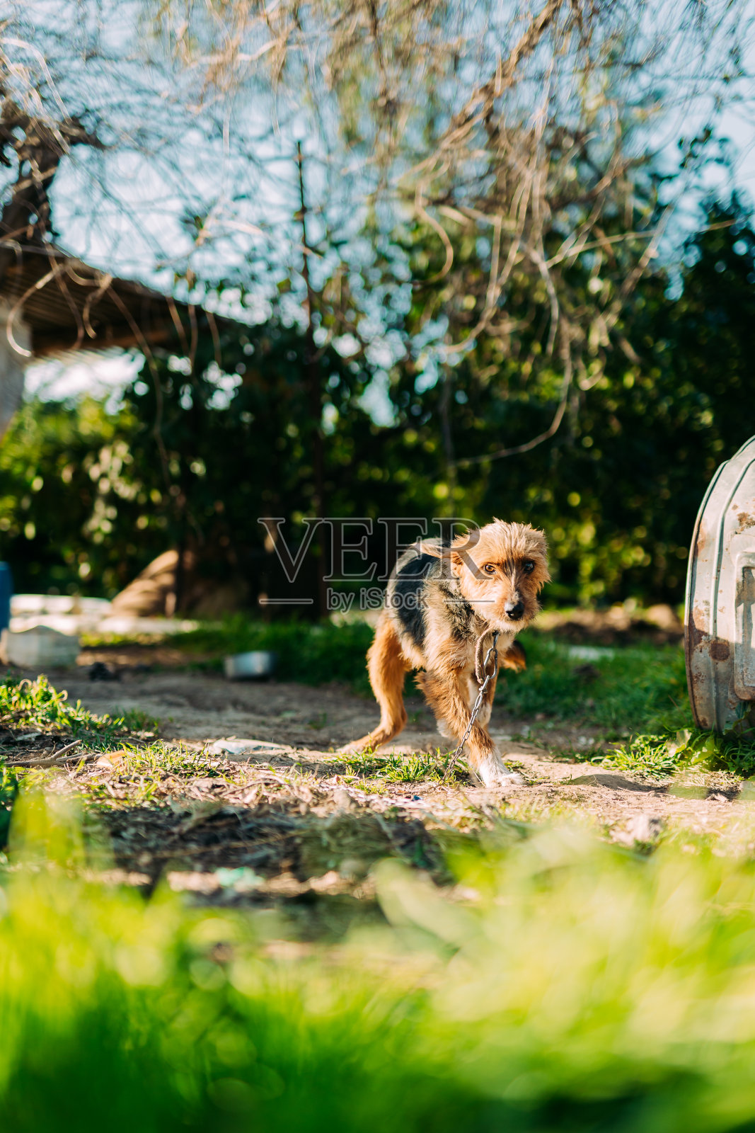 小猎犬肖像照片摄影图片