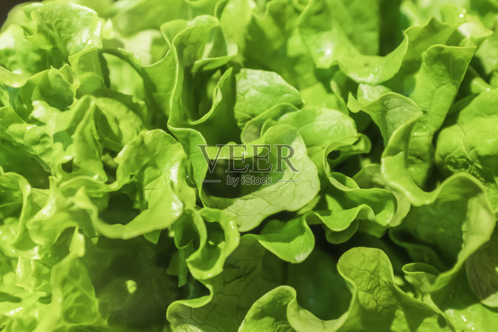 生菜特写，绿叶蔬菜照片摄影图片