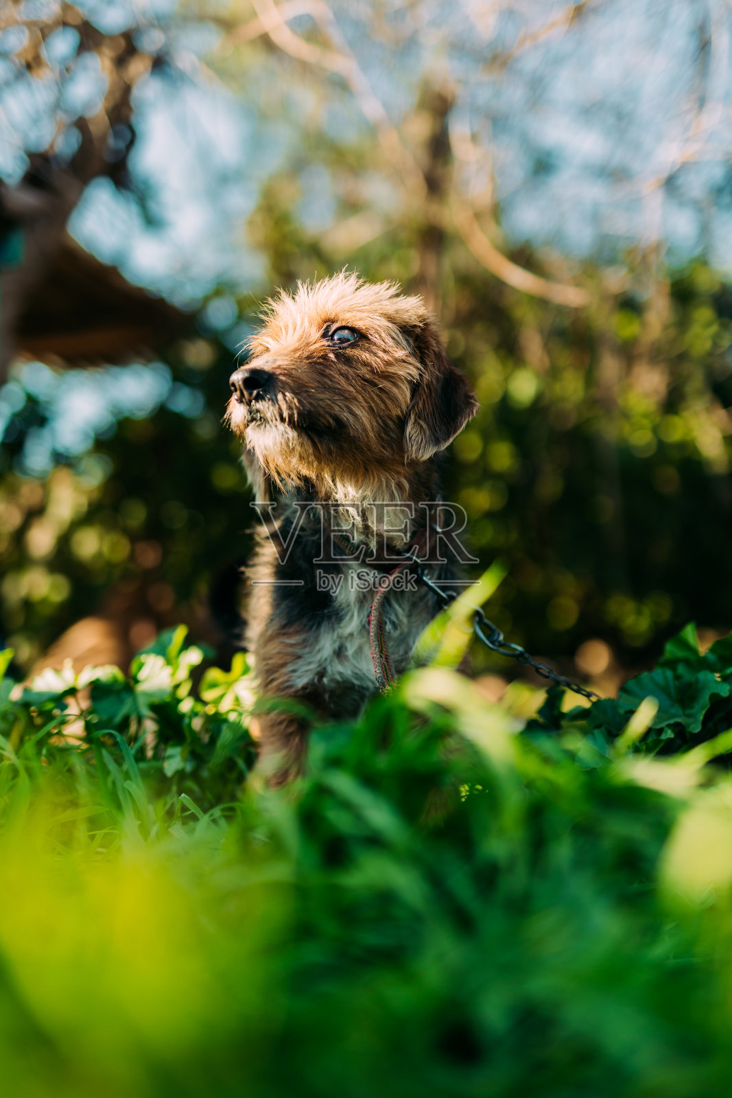 小猎犬肖像照片摄影图片