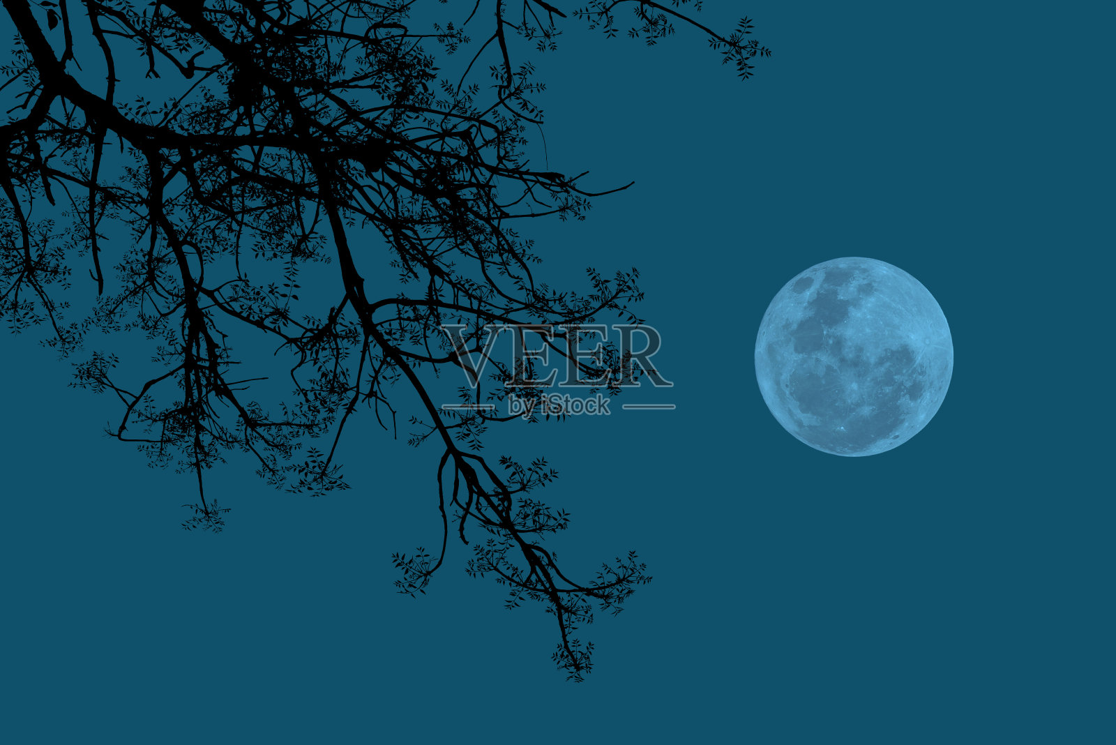 满月在天空与树枝剪影。照片摄影图片