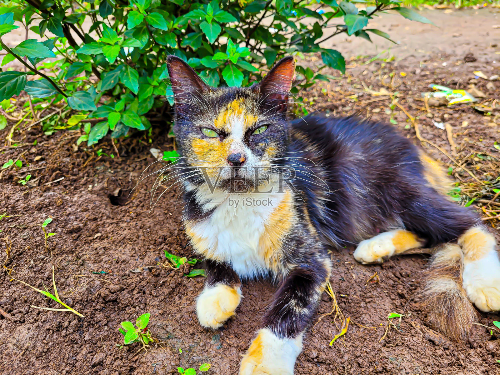 一个美丽的三色猫表情肖像照片摄影图片