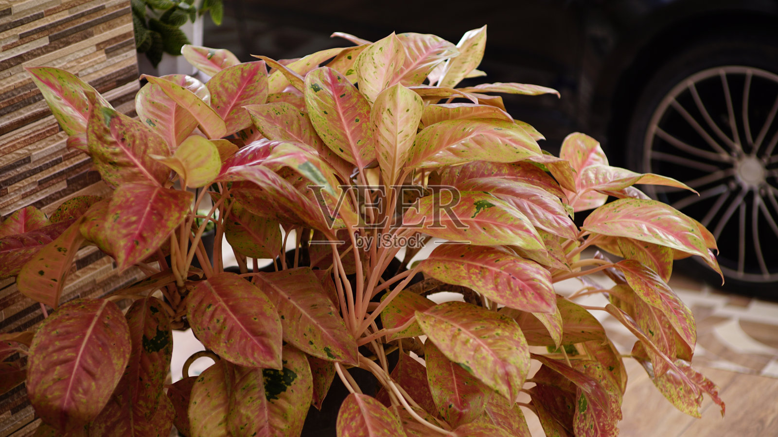 黄色银皇后照片摄影图片