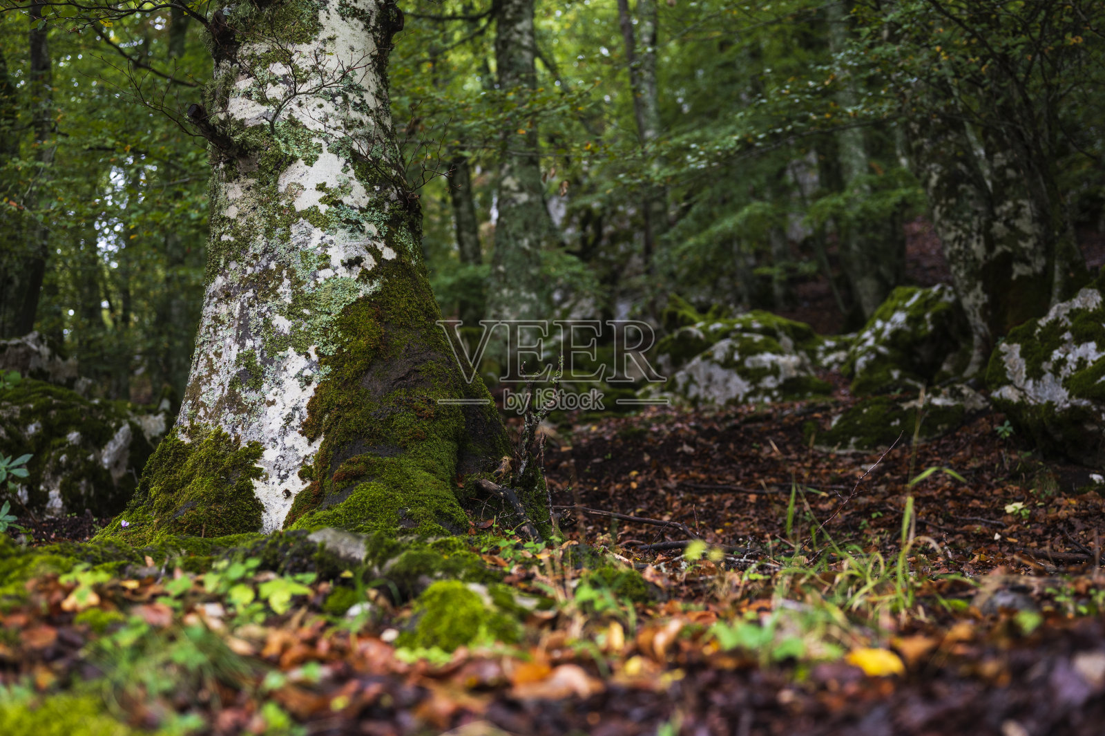 Volturino山，Val d'Agri, Basilicata的乡村景观照片摄影图片