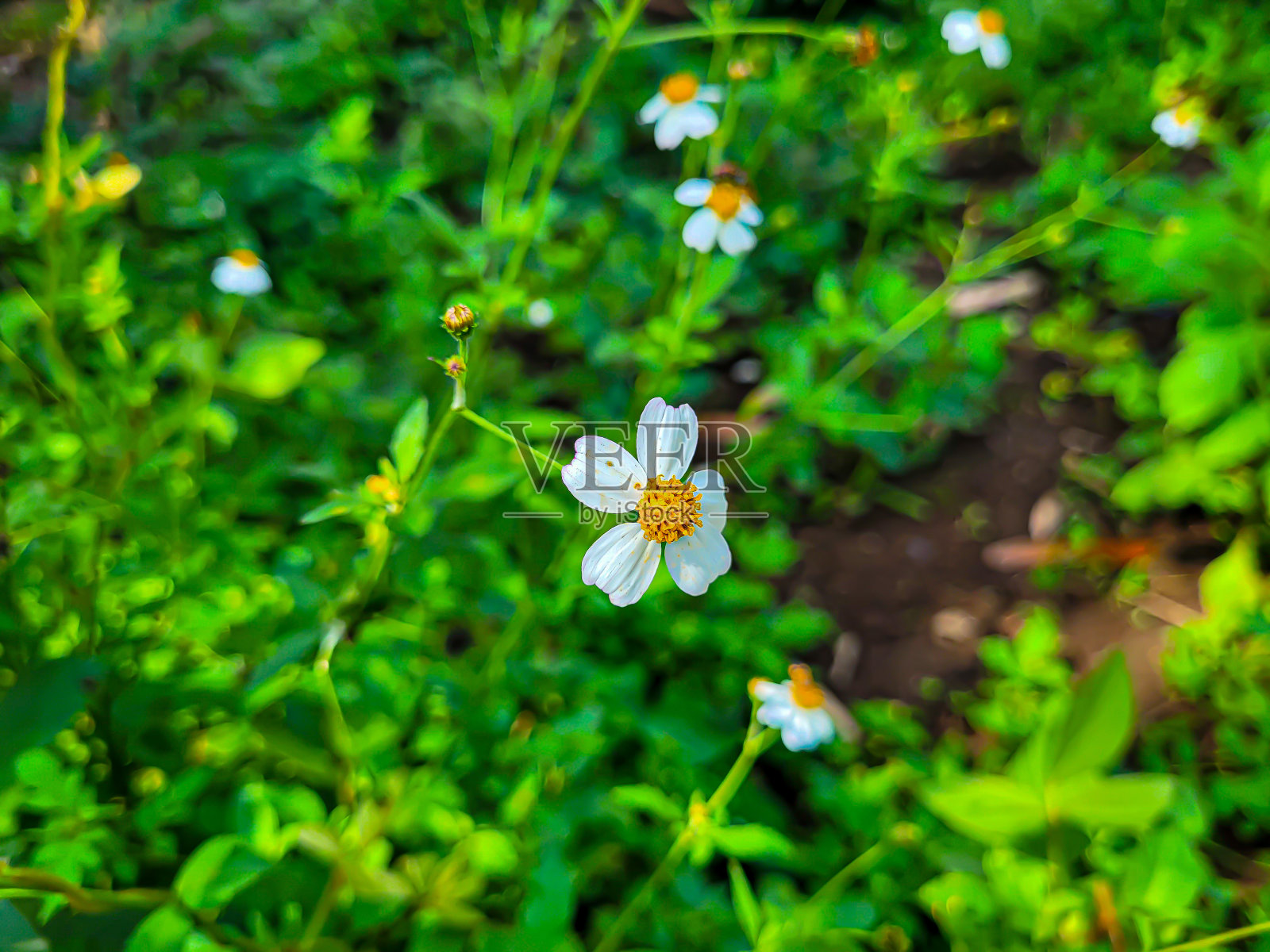 一个美丽的ketul花(Bidens pilosa)在白天的肖像照片摄影图片