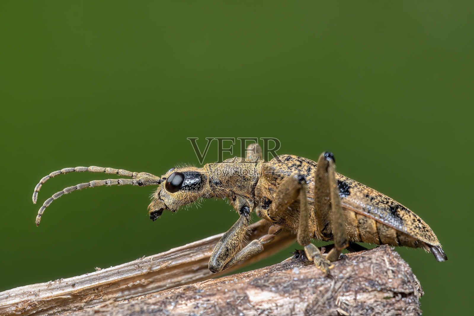 黑斑钳子支持甲虫-飞虱(巨舌蝽)照片摄影图片