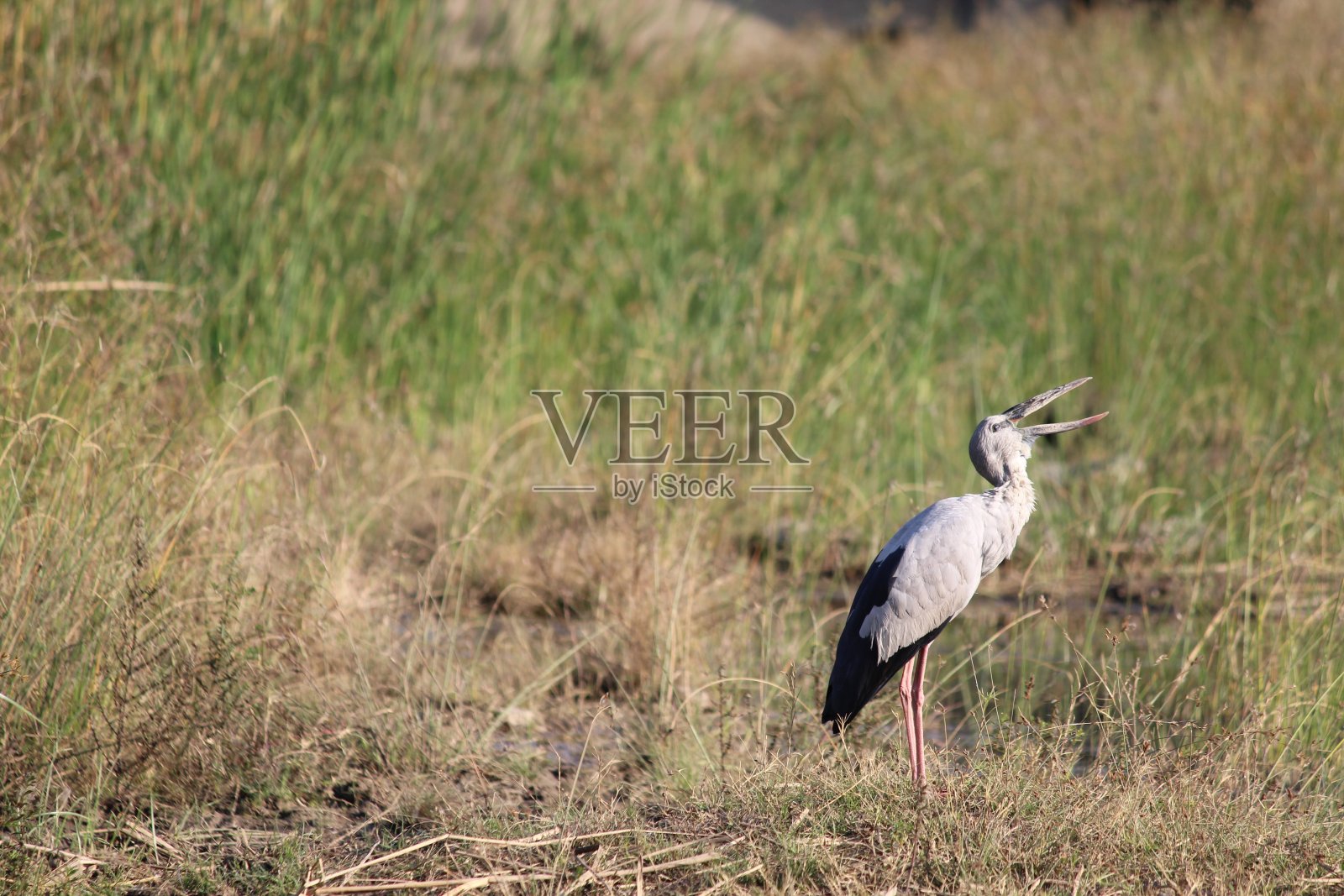 开口鹳照片摄影图片