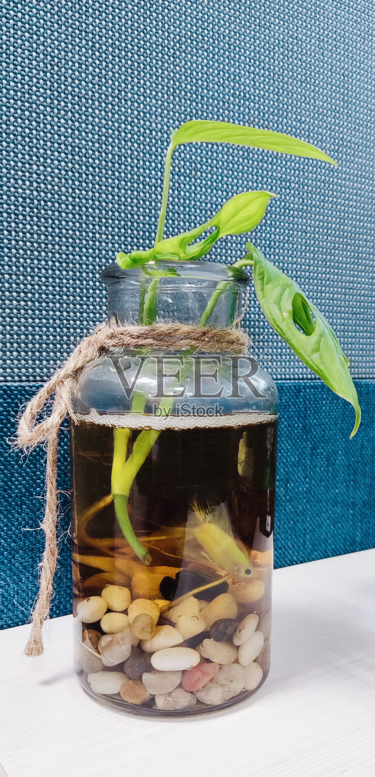 带鱼的迷你水族馆照片摄影图片