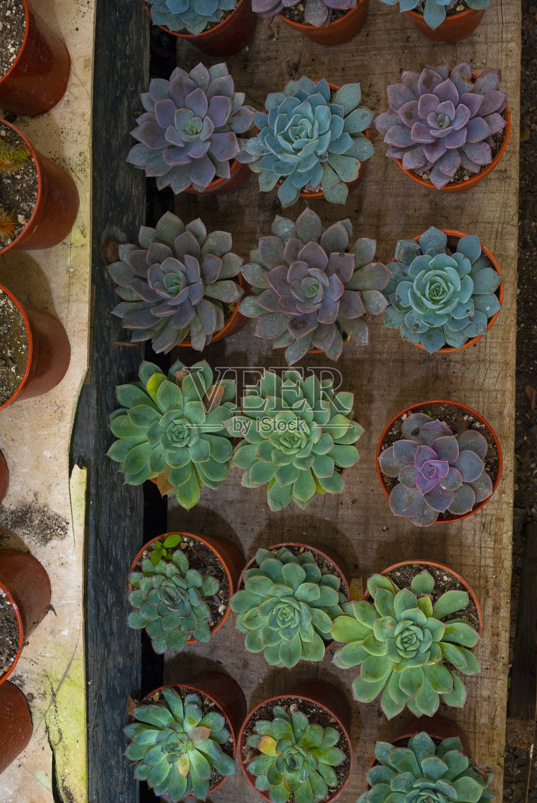 在中美洲有机花园出售的秀丽隐杆或多肉小罐，有机和环保的礼物。照片摄影图片