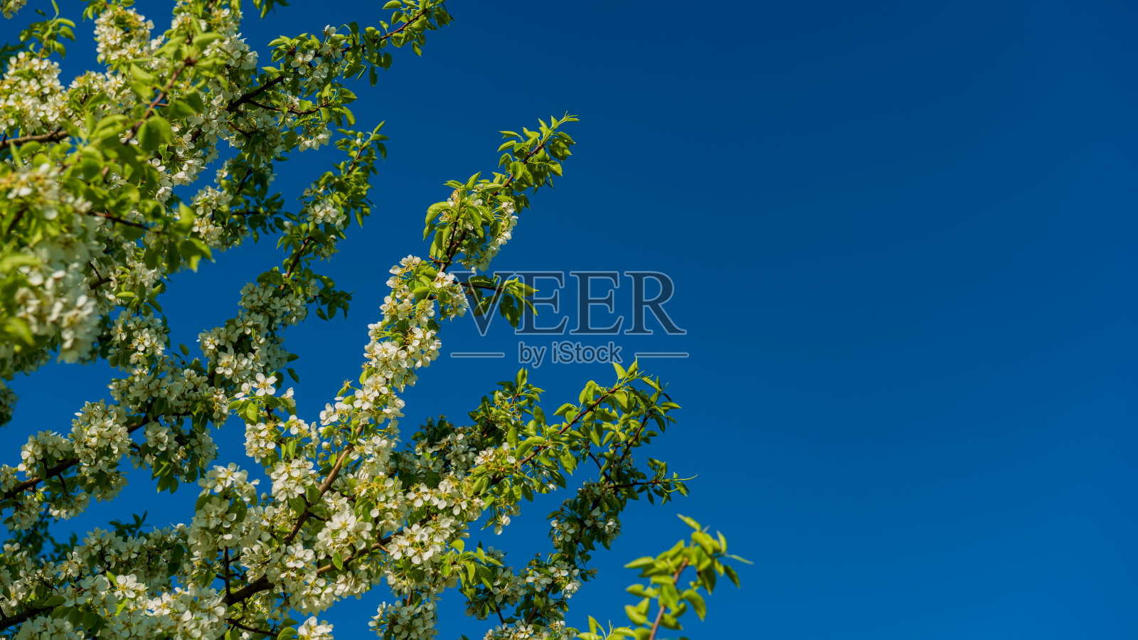 梨树枝叶上的花朵映衬着天空。照片摄影图片