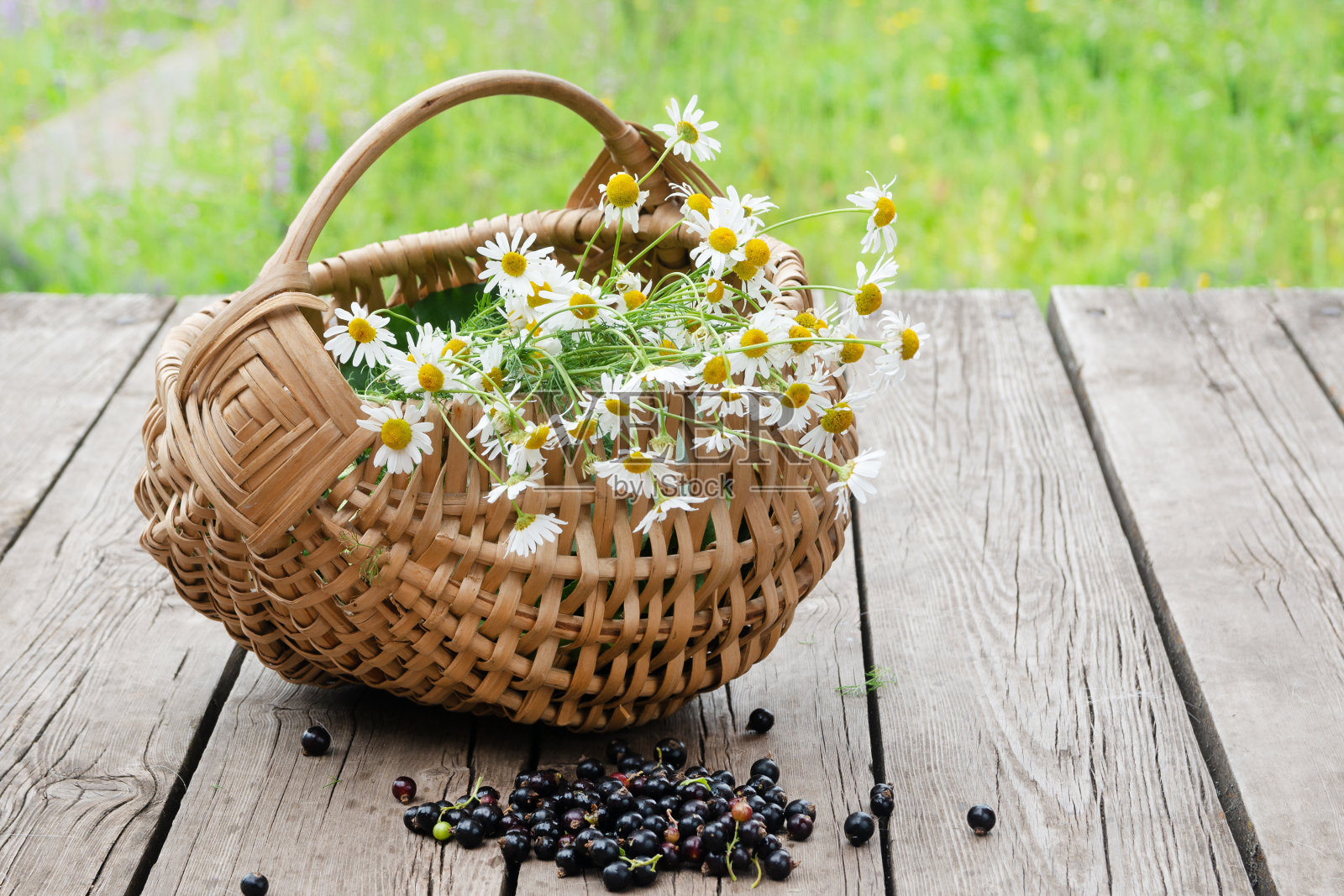 一束野生白色雏菊在柳条篮子里，一束黑醋栗在复杂的夏季背景上照片摄影图片
