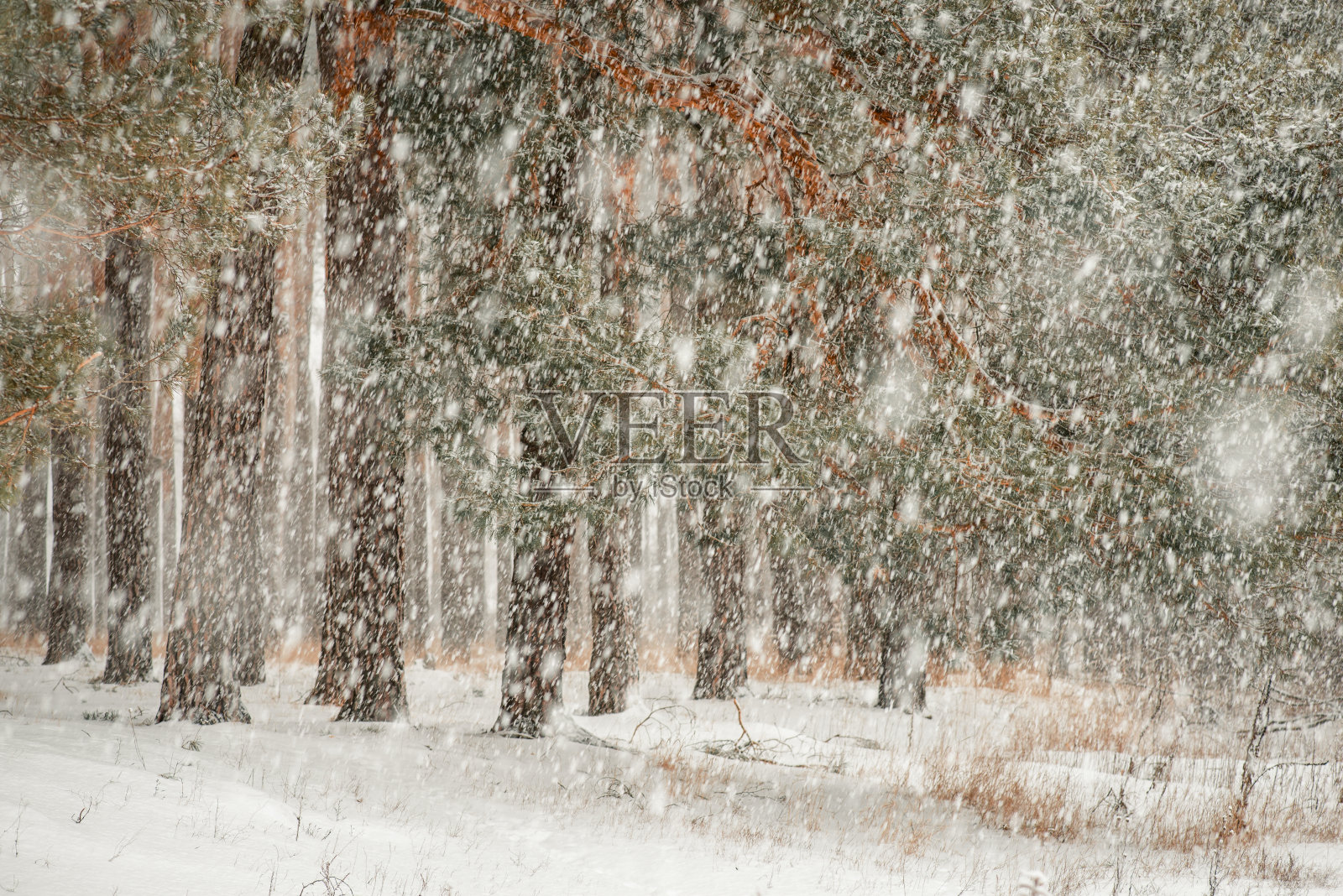 大雪期间松树林的如画照片照片摄影图片