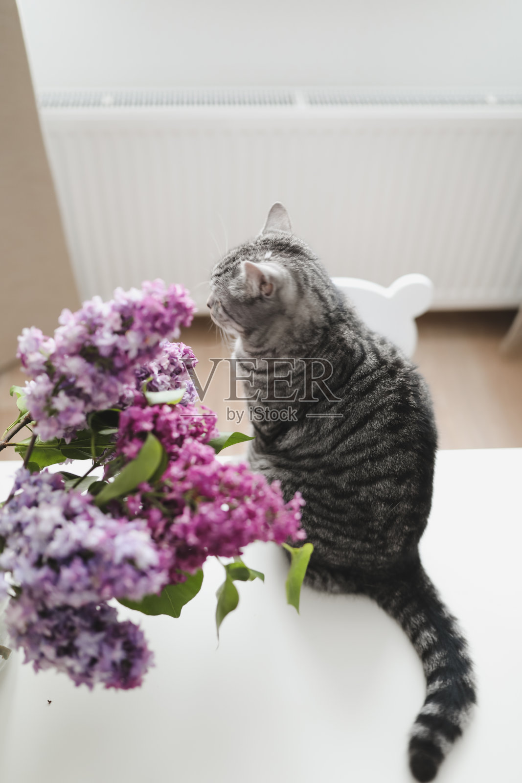 室内装饰，花瓶里插着一束紫丁香，家里养着一只猫照片摄影图片