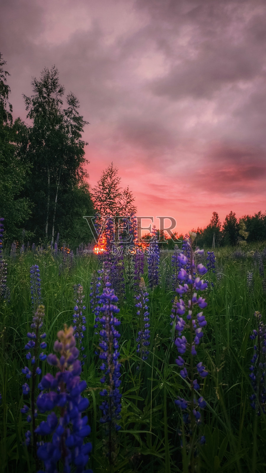 花照片摄影图片