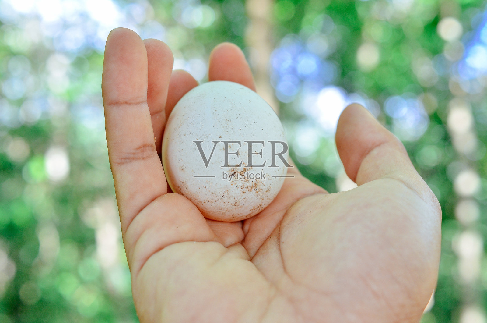 新鲜白鸡蛋照片摄影图片