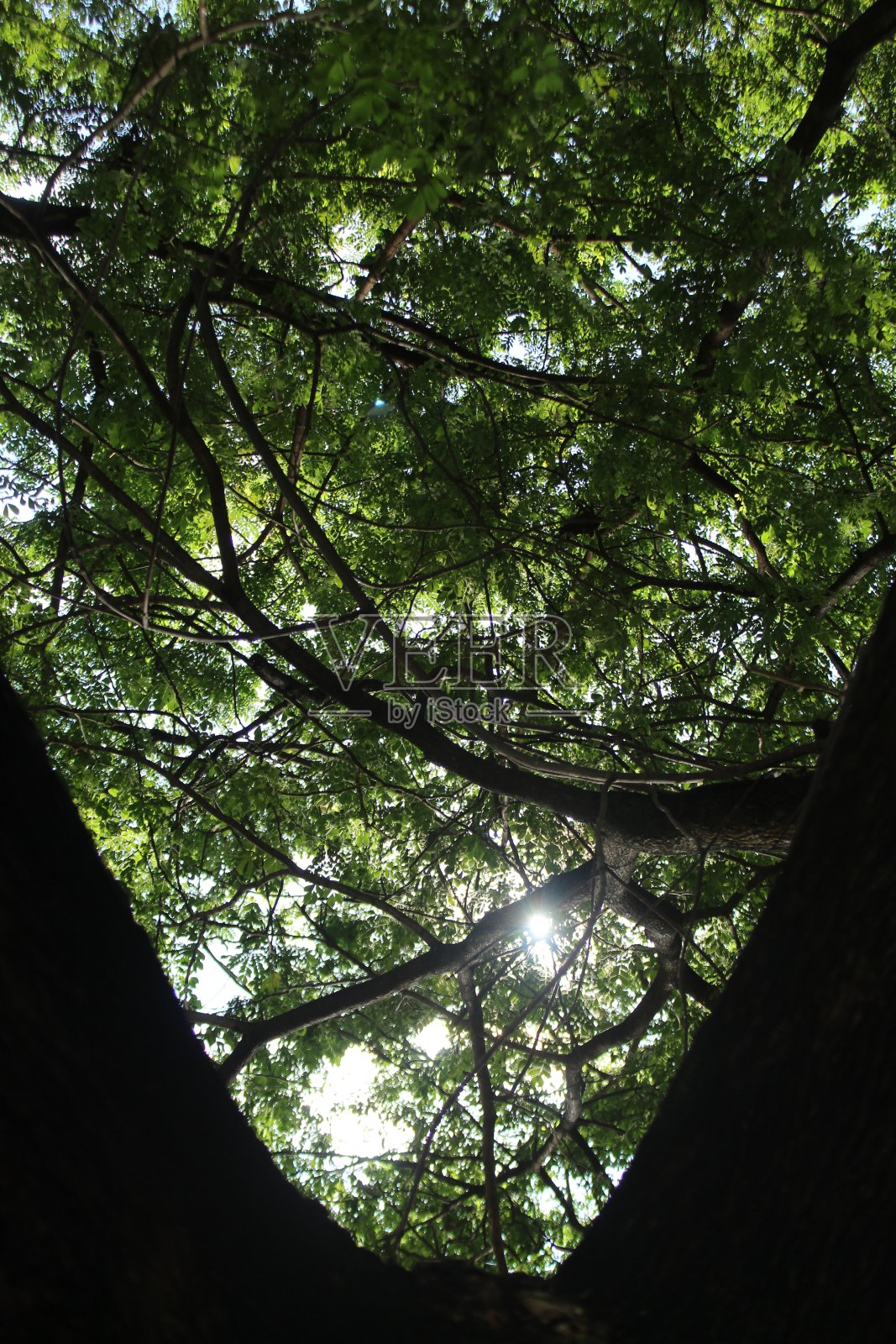 早晨树叶和树木的背景视图照片摄影图片